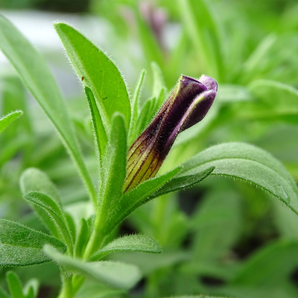 Calibrachoa Superbells Unique Blue Violet - Mini-Petunia