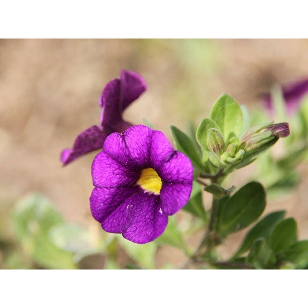 Calibrachoa Superbells Unique Blue Violet - Mini-Petunia