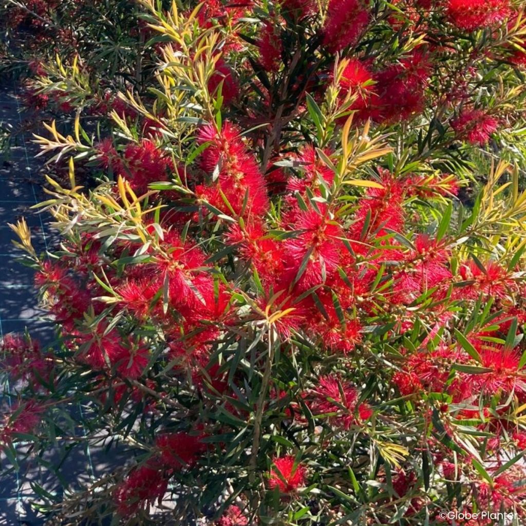 Callistemon viminalis Outback Flame® - Bottlebrush