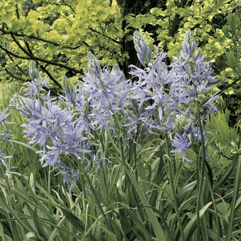 Camassia cusickii Zwanenburg