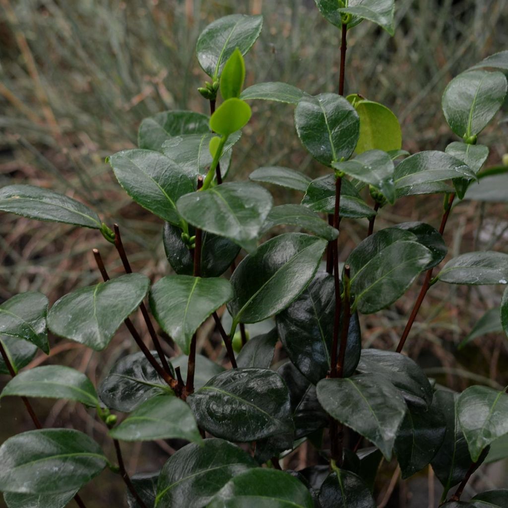 Camellia Nuccios Pearl