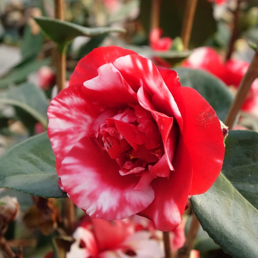 Camellia japonica Midnight Variegated