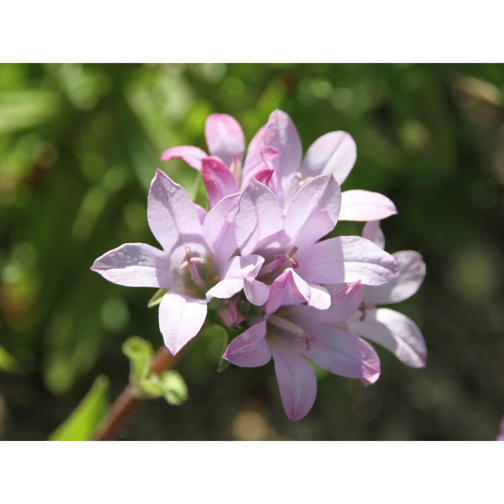 Campanula glomerata Caroline