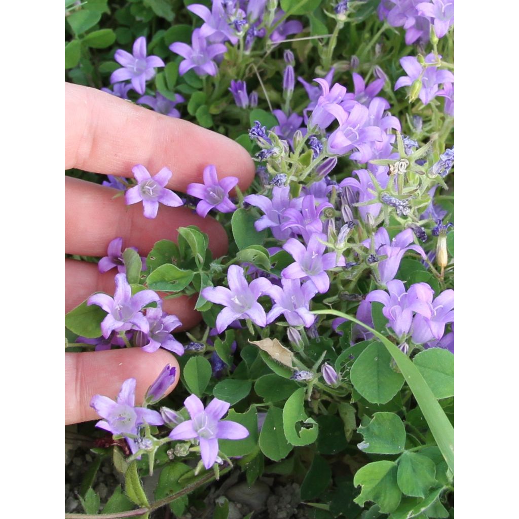 Campanula portenschlagiana