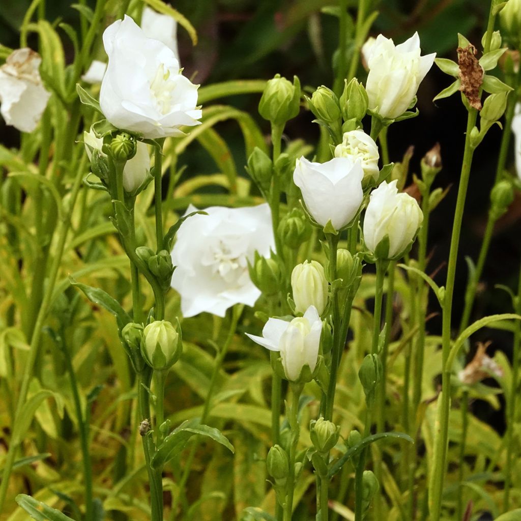 Campanula persicifolia La Bonne Amie - Peach-leaved bellflower