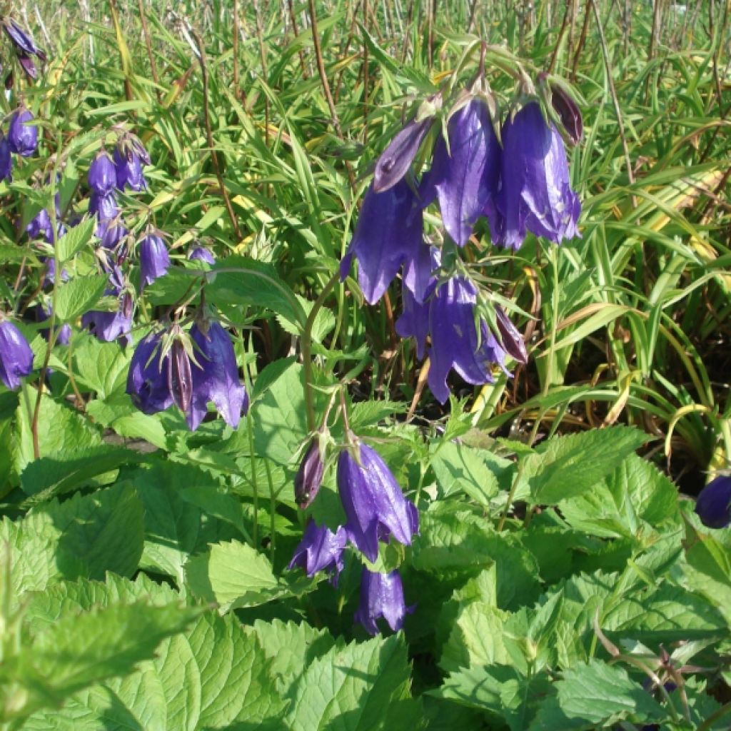Campanula Kent Belle