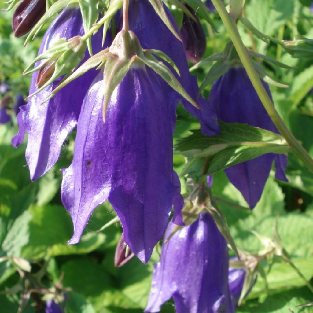Campanula Kent Belle