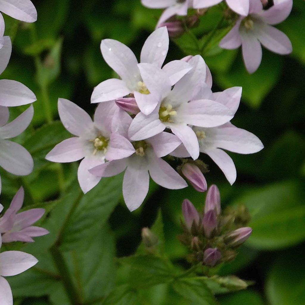 Campanula lactiflora Loddon Anna