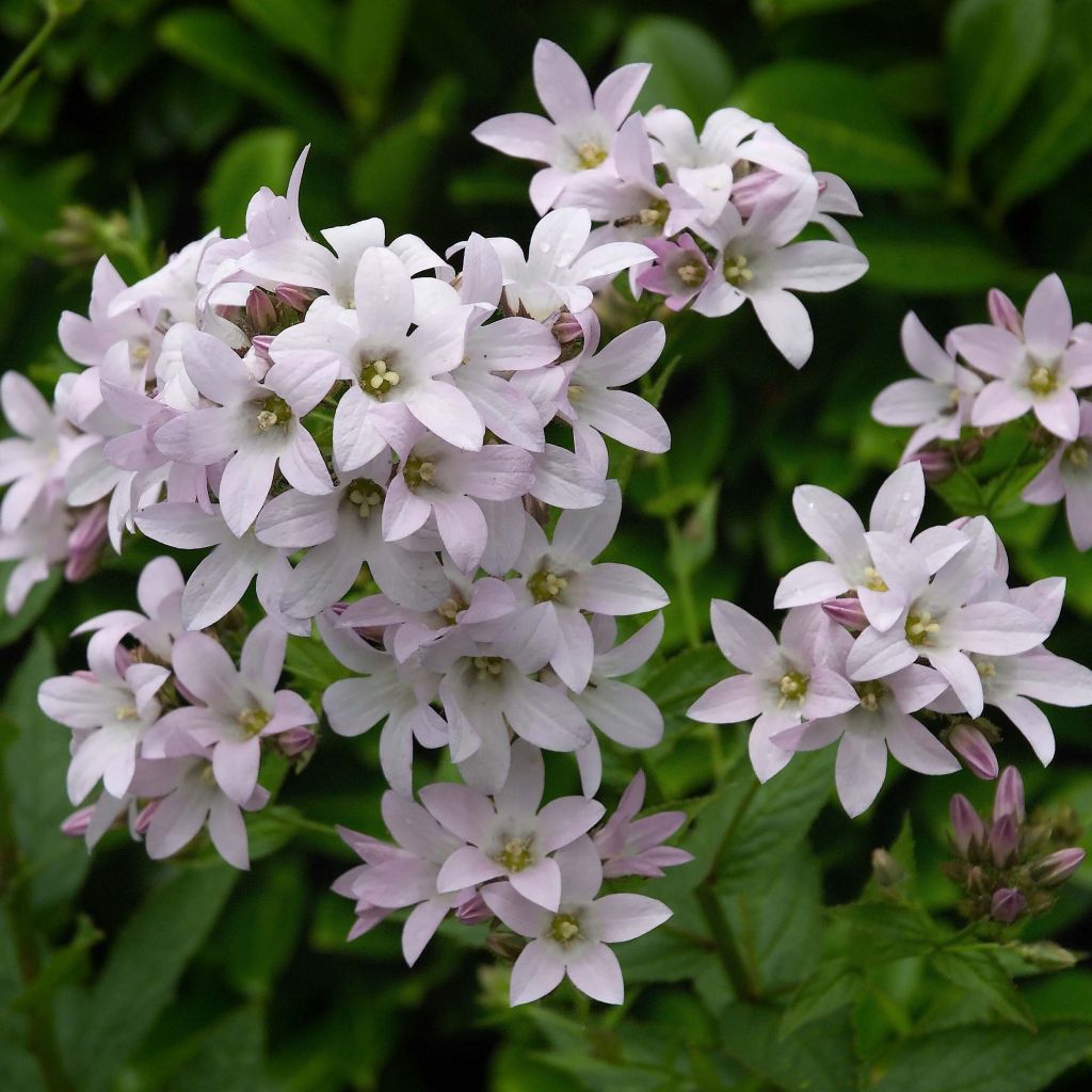 Campanula lactiflora Loddon Anna