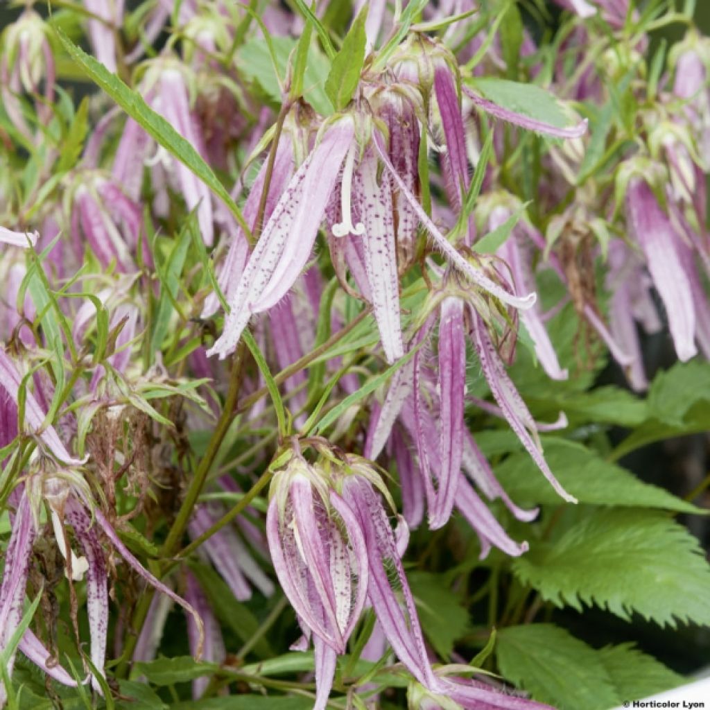 Campanula Pink Octopus