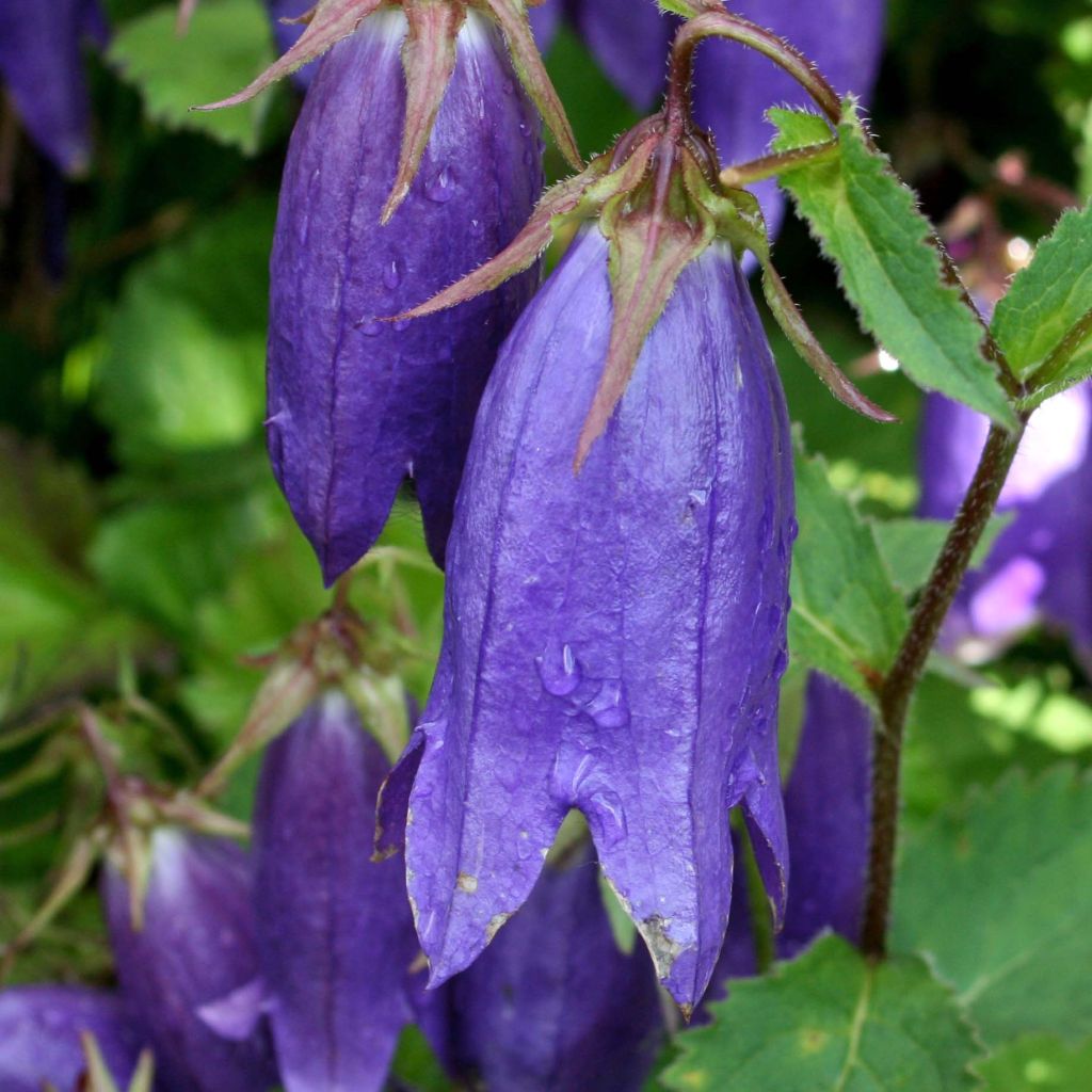 Campanula Sarastro