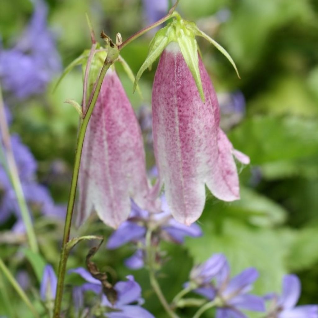 Campanula takesimana Elizabeth