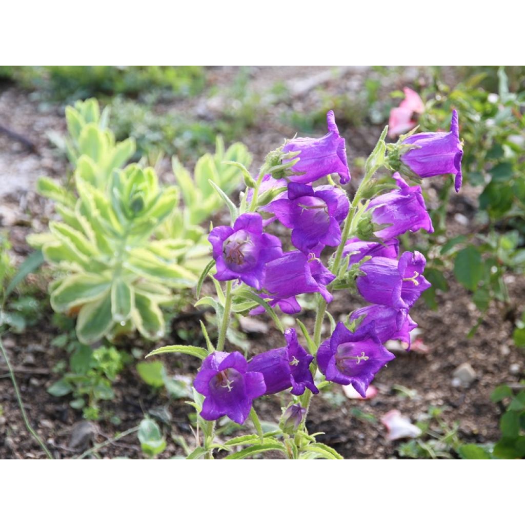 Campanula medium Double-Flowered - Canterbury Bells Seeds