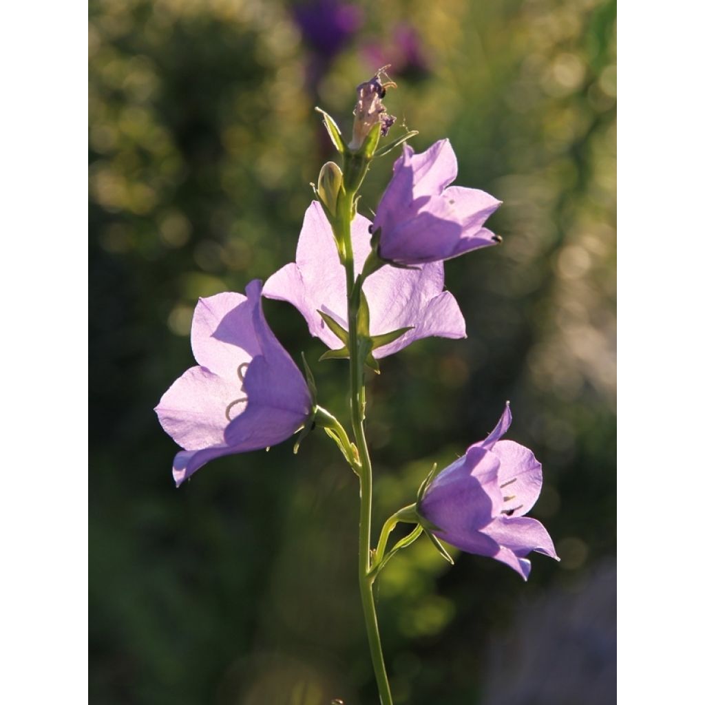 Campanula persicifolia