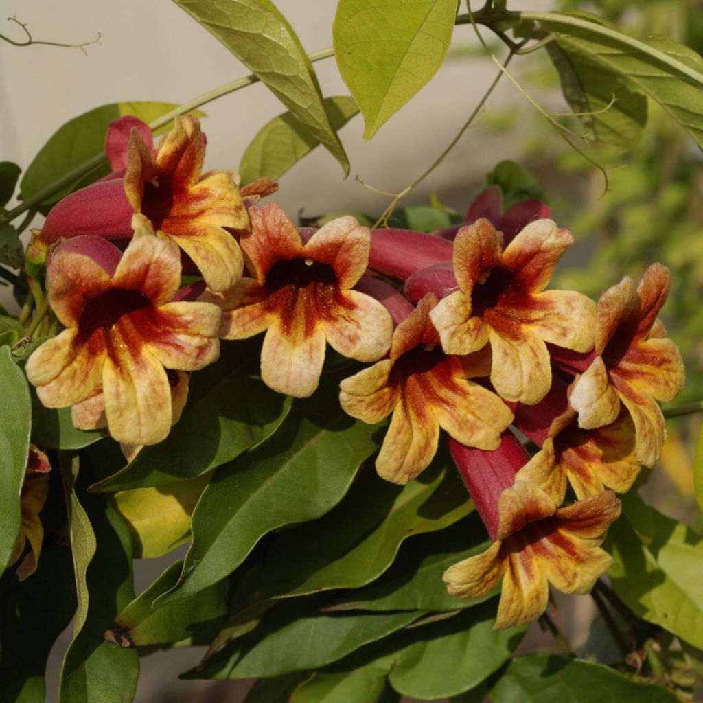 Campsis capreolata
