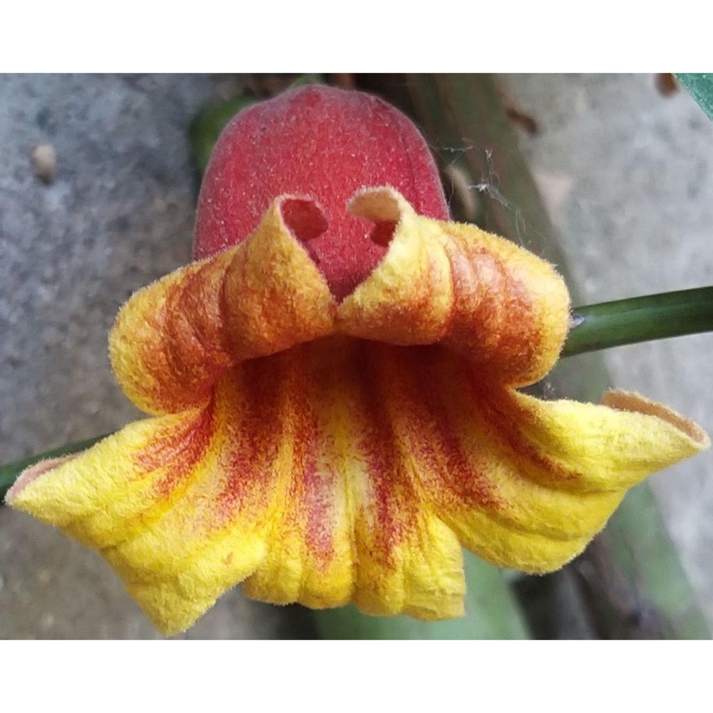 Campsis capreolata