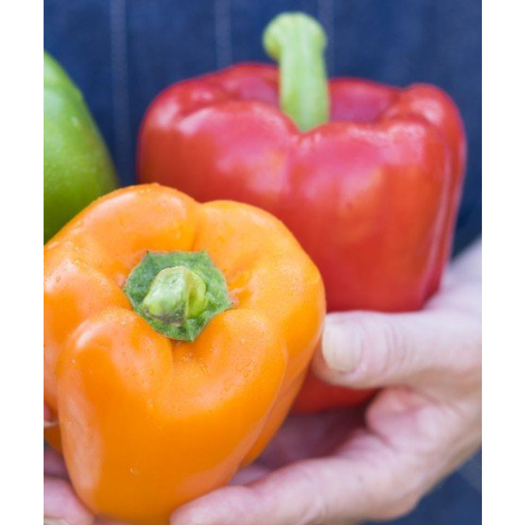 Duo collection of 2 red and yellow pepper grafted plants