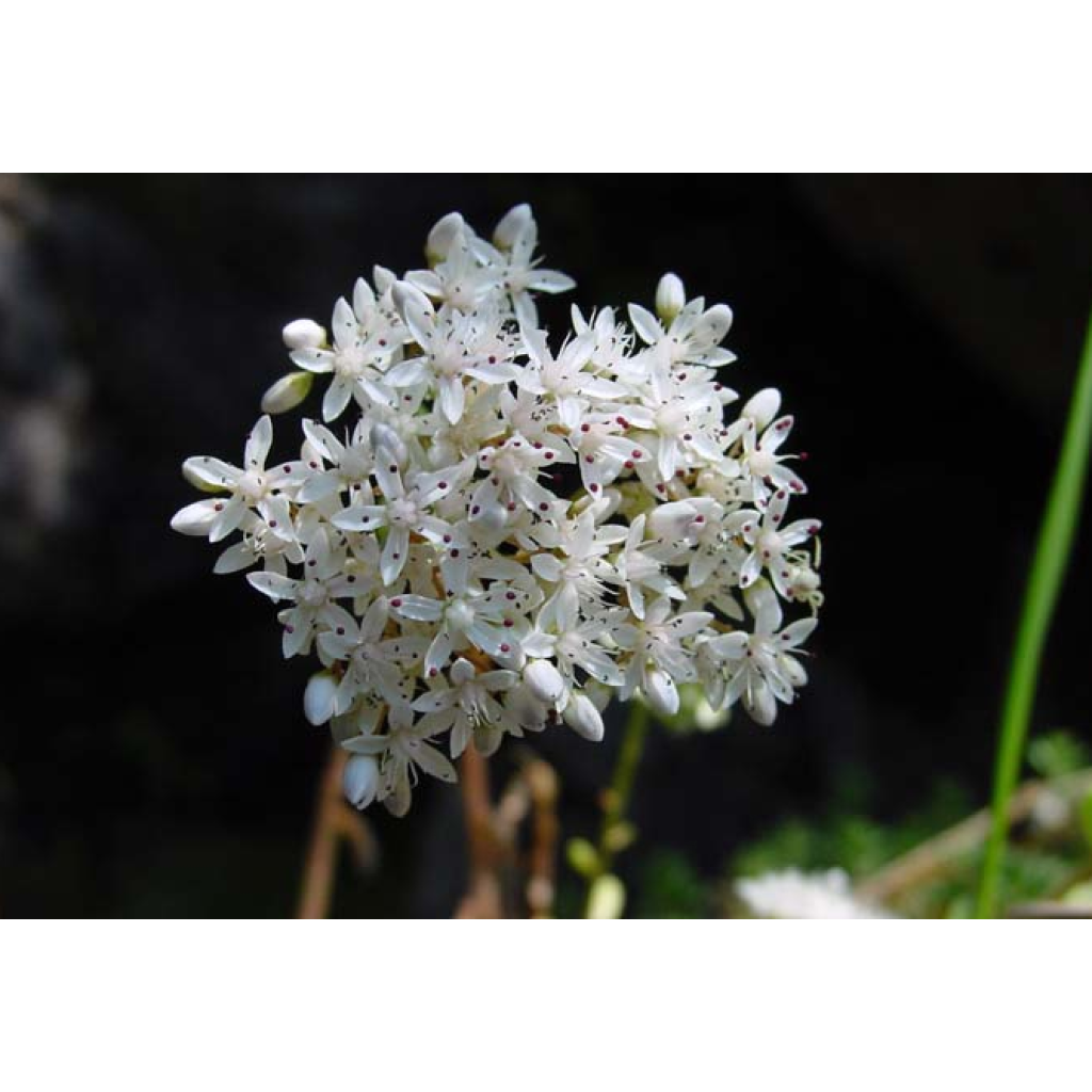 Sedum album var. murale - Stonecrop