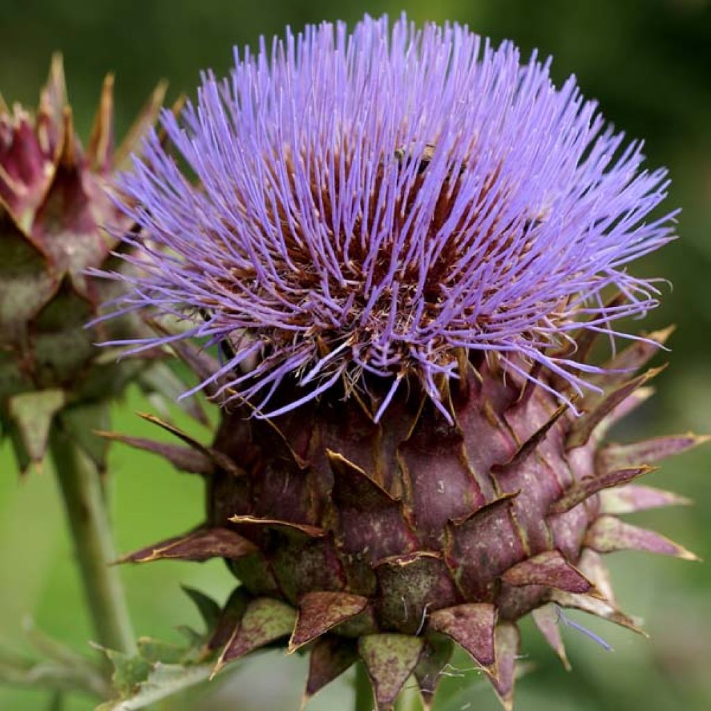 Potted Cynara cardunculus - Cardoon
