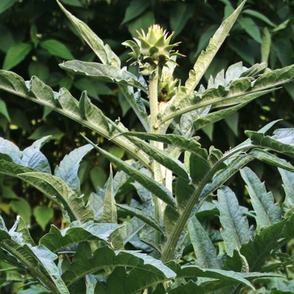 Potted Cynara cardunculus - Cardoon