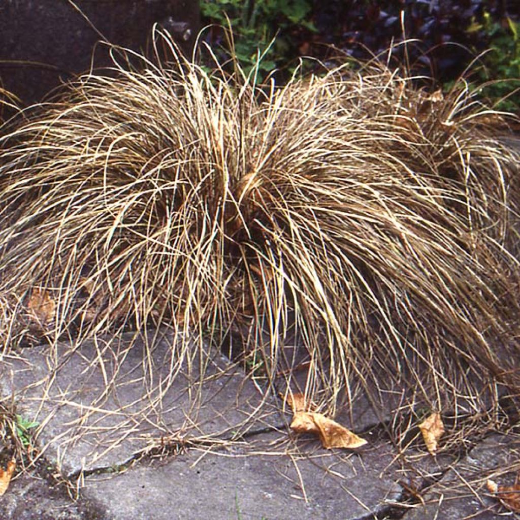 Carex buchananii