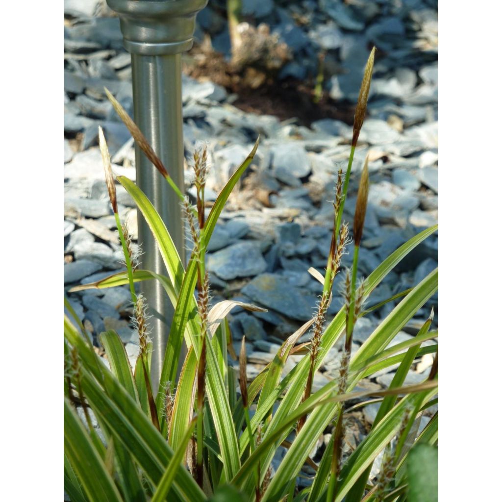 Carex morrowii Ice Dance