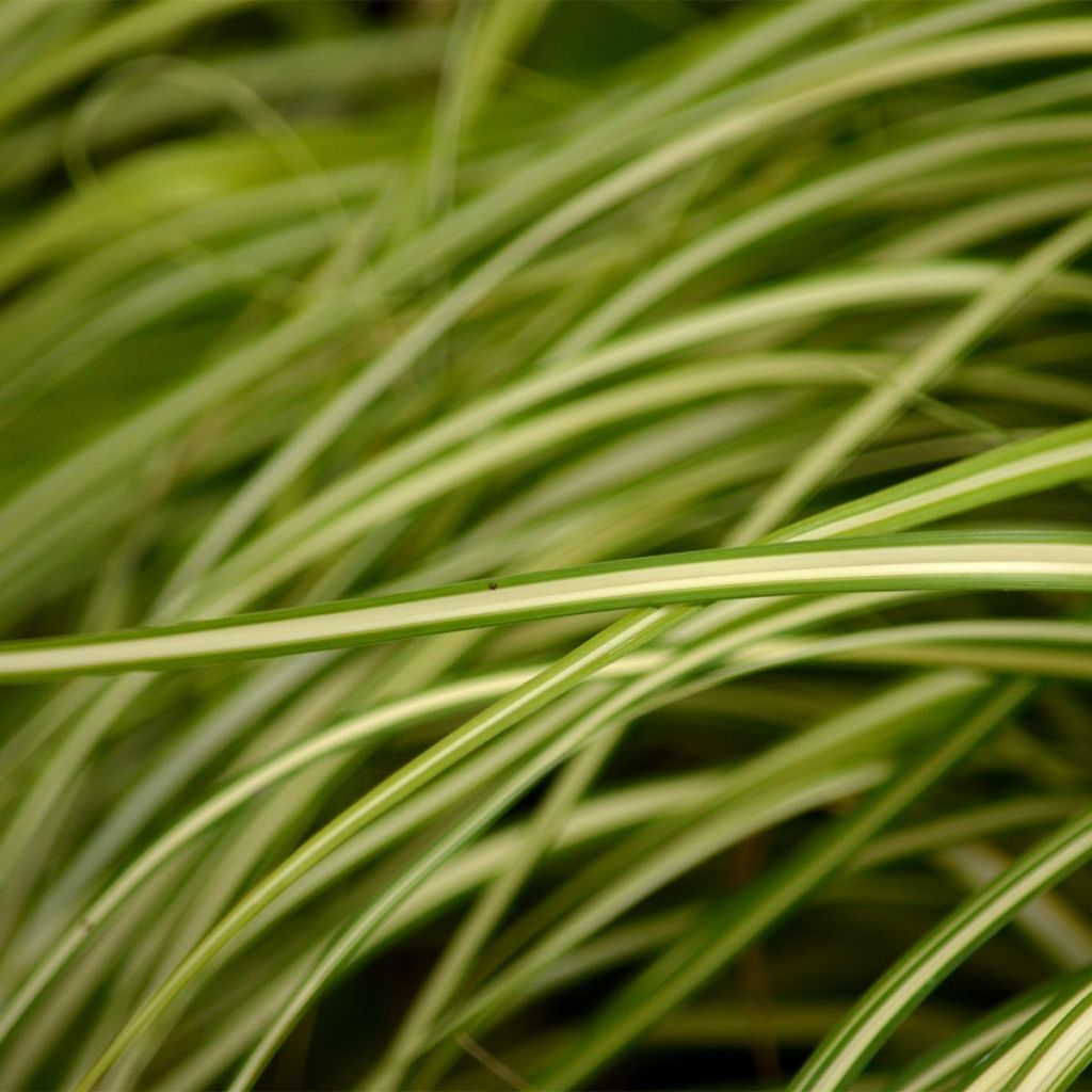 Carex oshimensis Evergold - Oshima Sedge