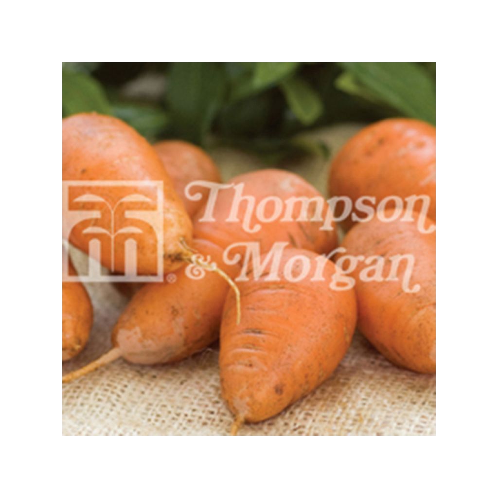 Carrot Caracas - Daucus carota
