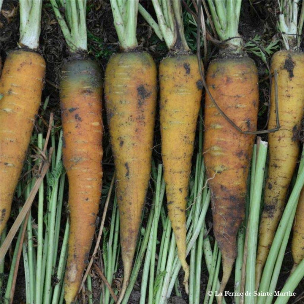 Carrot Solar Yellow Untreated - Ferme de Sainte Marthe Seeds