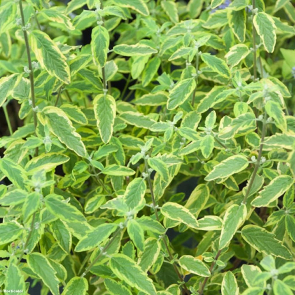 Caryopteris clandonensis Summer Sorbet - Bluebeard