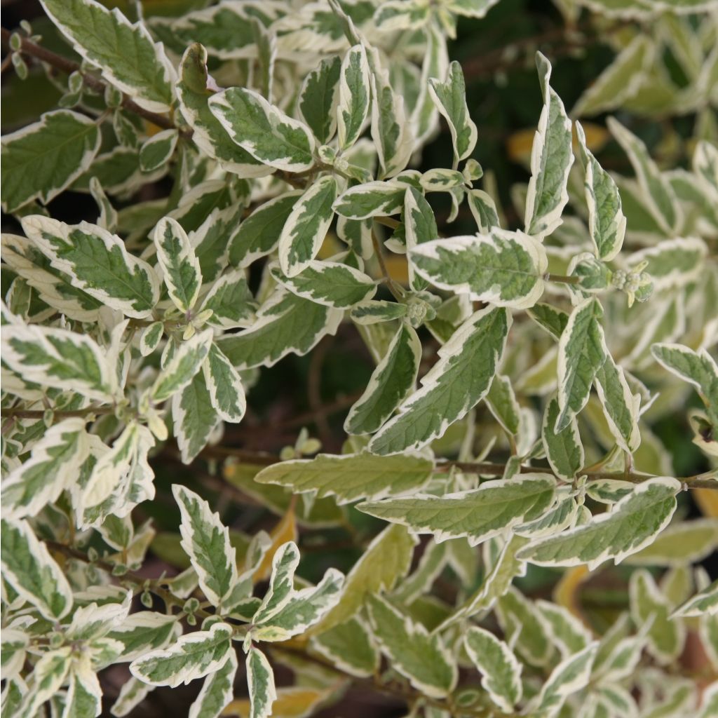 Caryopteris clandonensis White Surprise - Bluebeard
