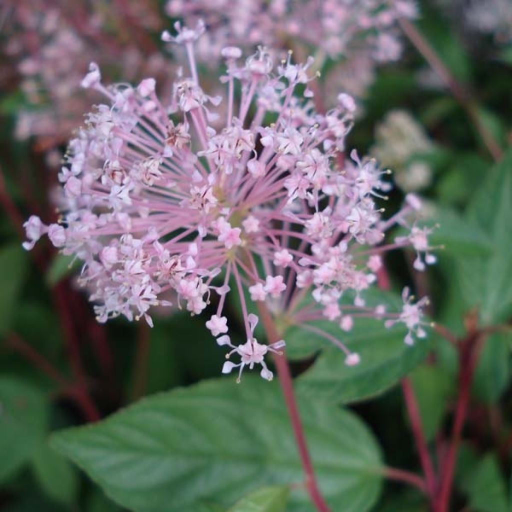 Ceanothus pallidus Marie Simon