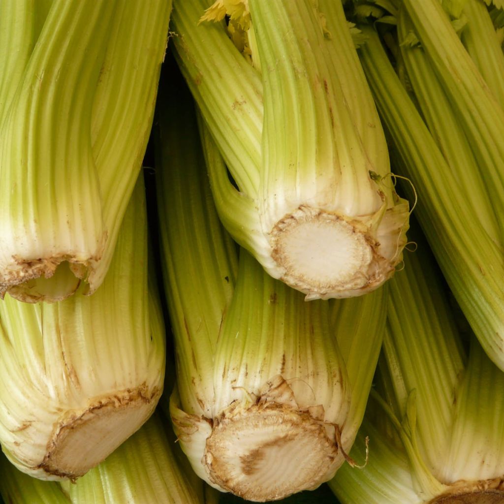 D'Elne Celery - Apium graveolens