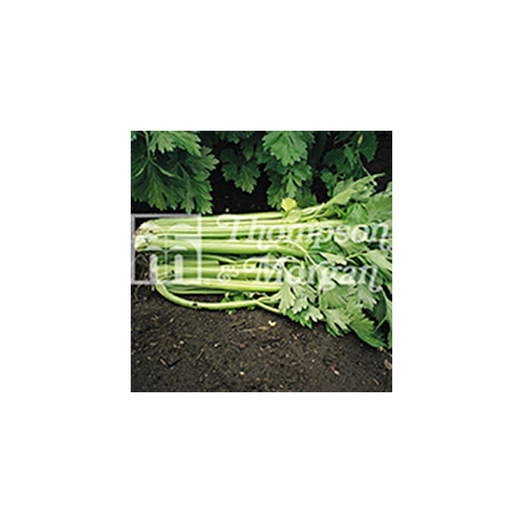 Tango F1 Celery - Apium graveolens