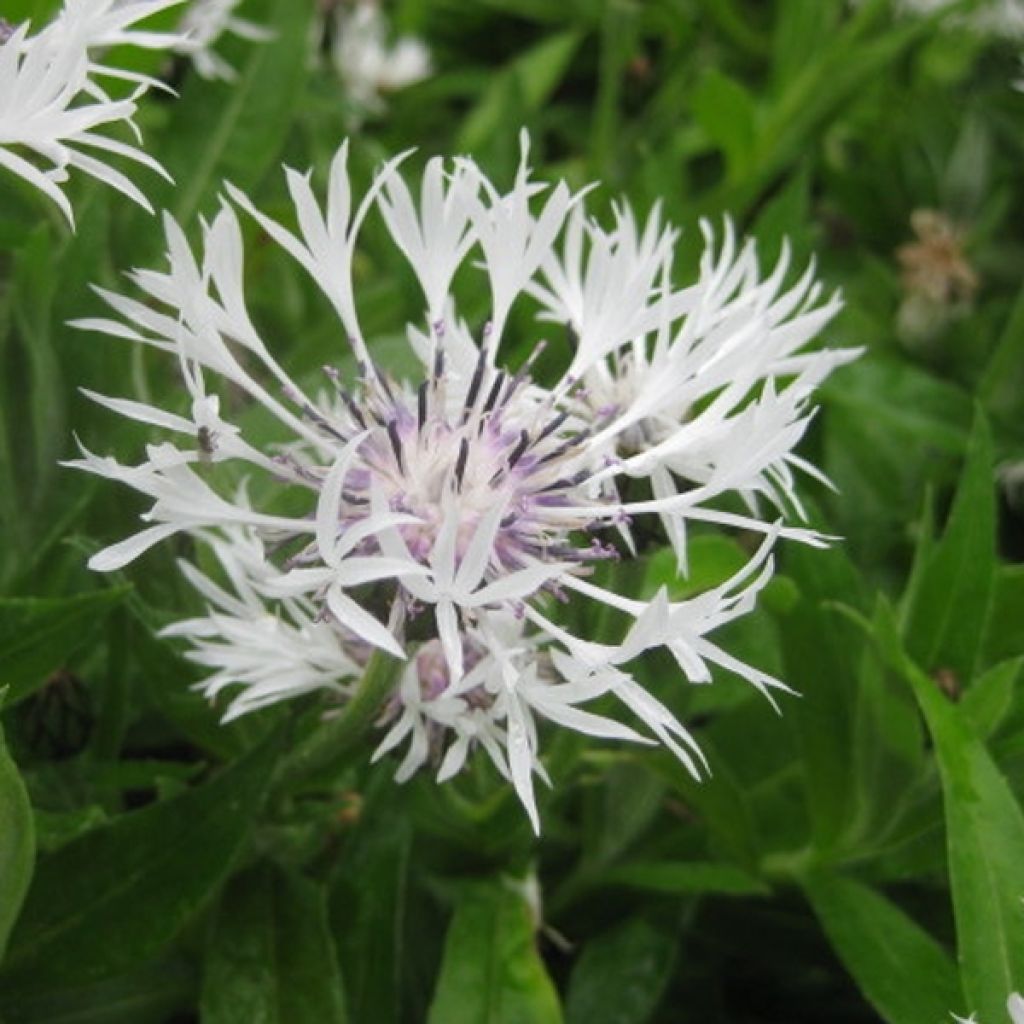 Centaurea montana Alba