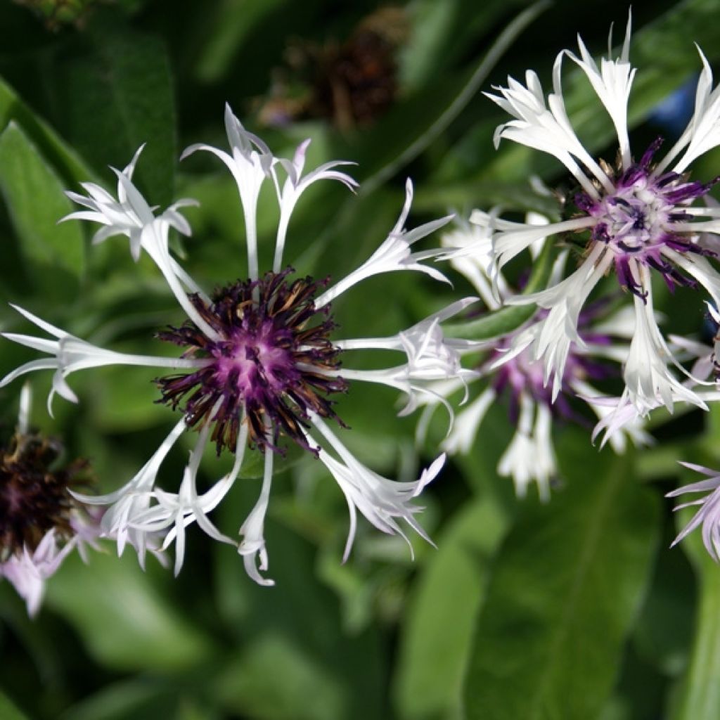 Centaurea montana Purple Heart