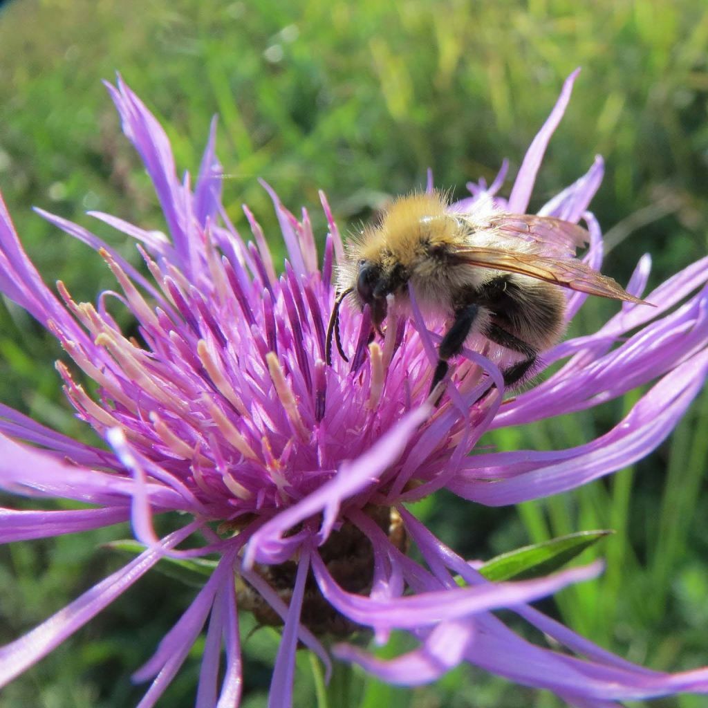 Centaurea jacea