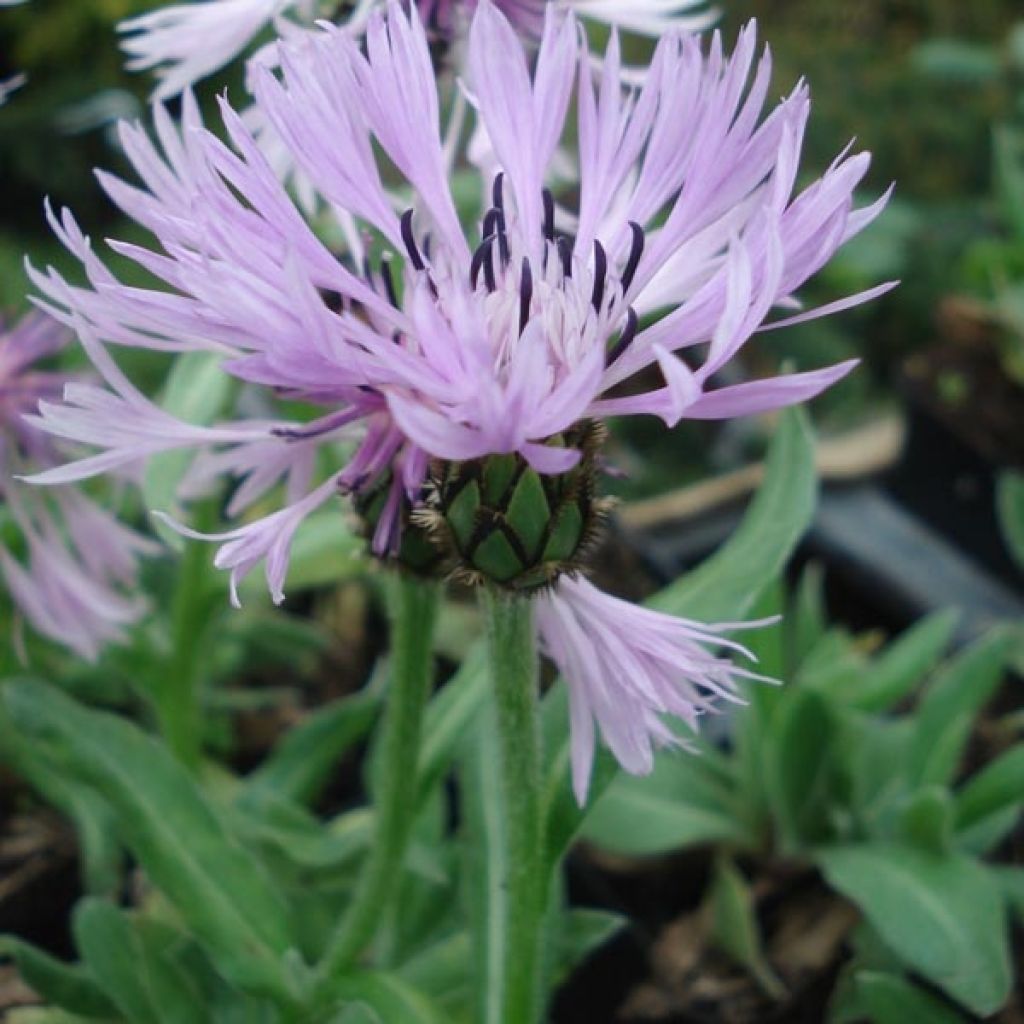 Centaurea montana Carnea