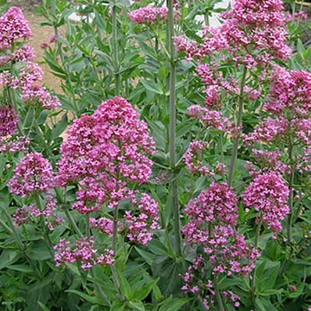 Centranthus ruber Kempenhof