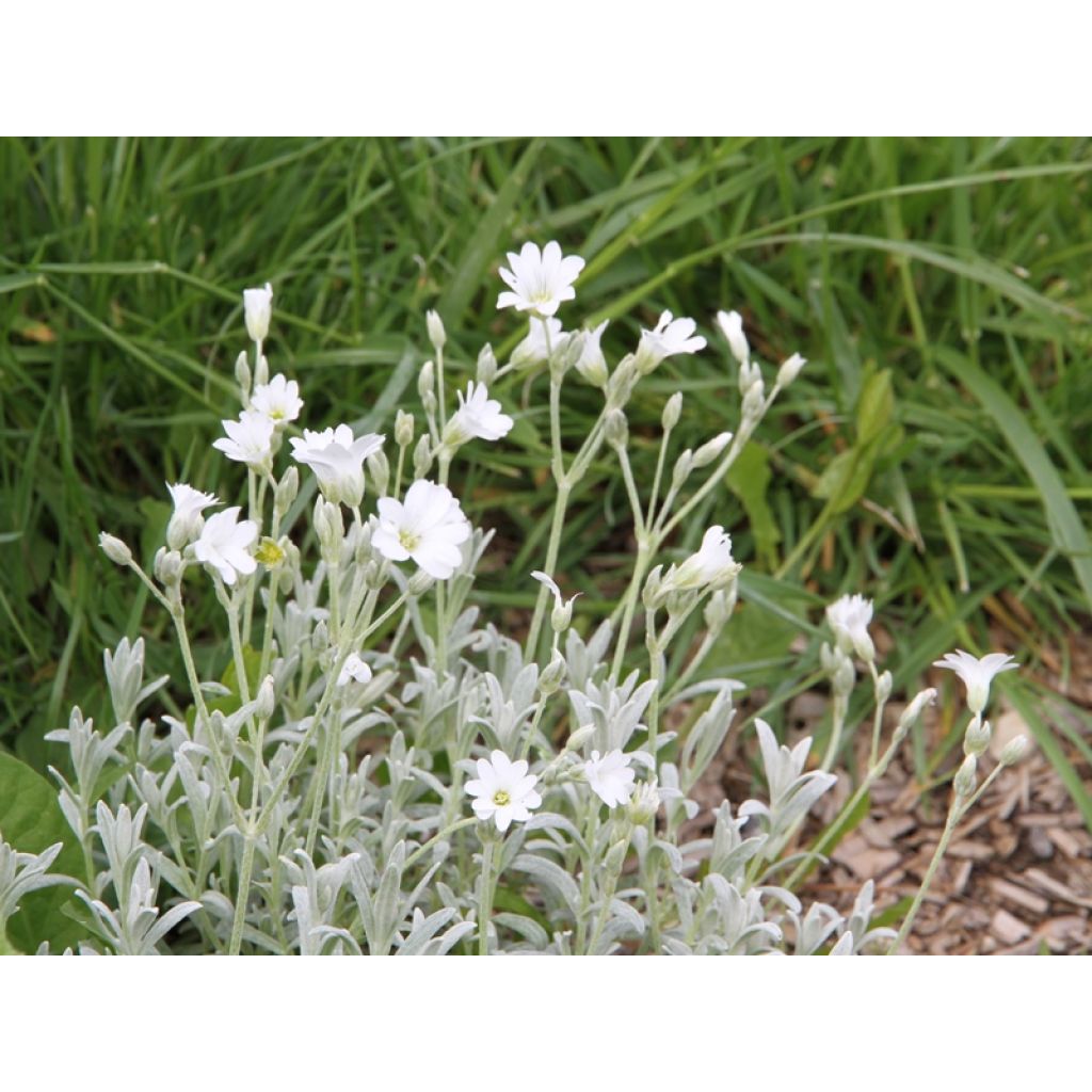 Cerastium tomentosum Yo Yo