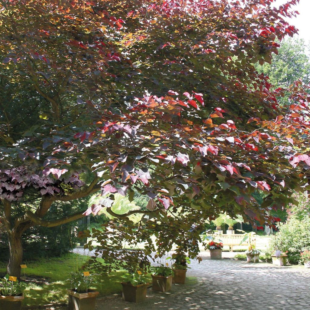 Cercis canadensis Forest Pansy - Eastern Redbud