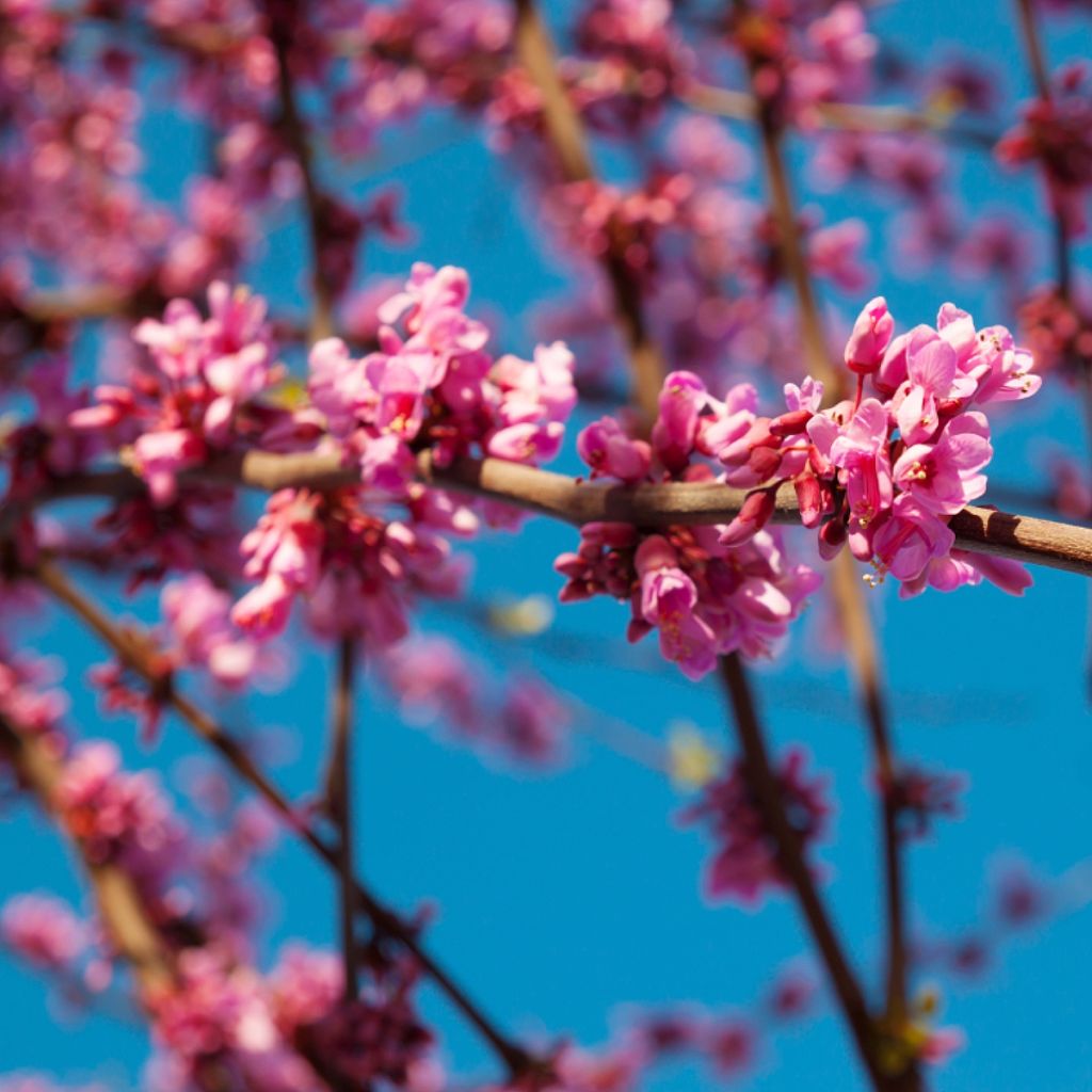 Cercis canadensis Red Force - Eastern Redbud