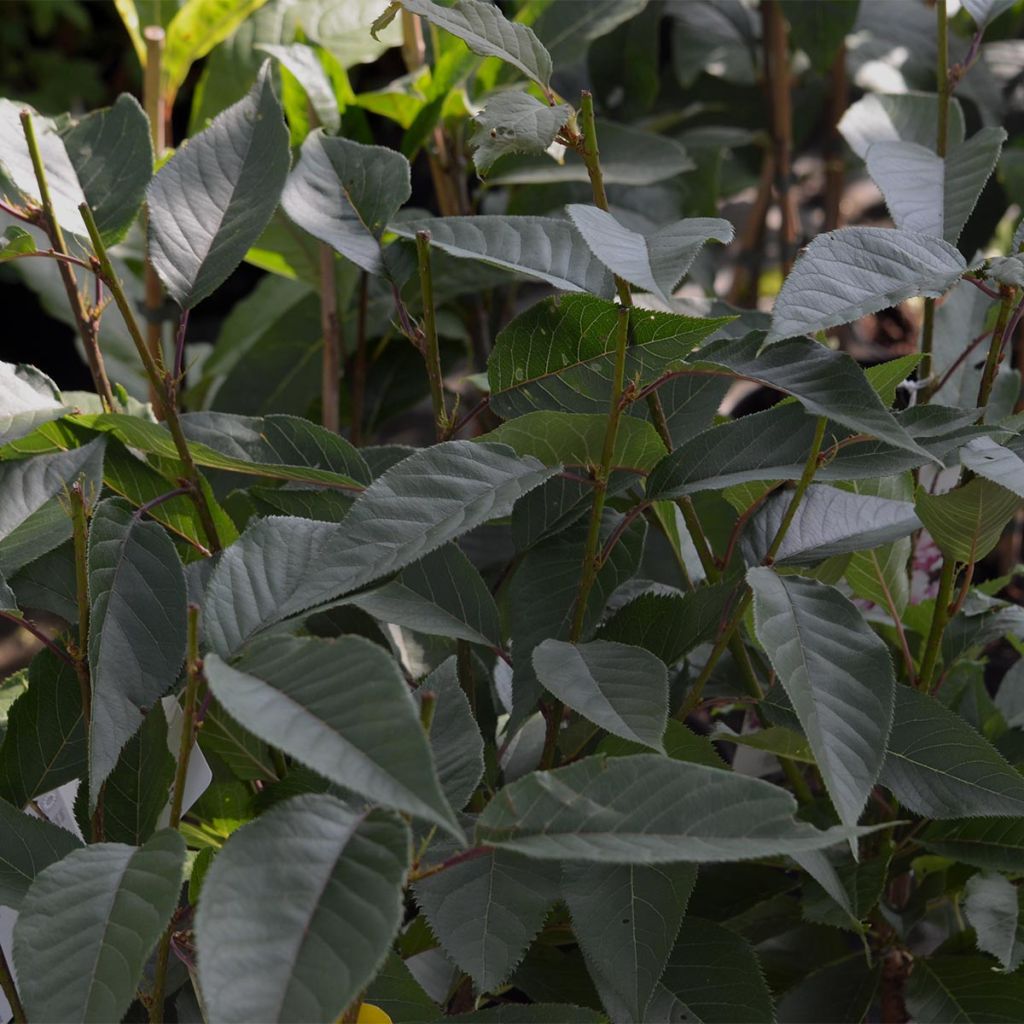 Prunus serrulata Kanzan - Japanese Cherry