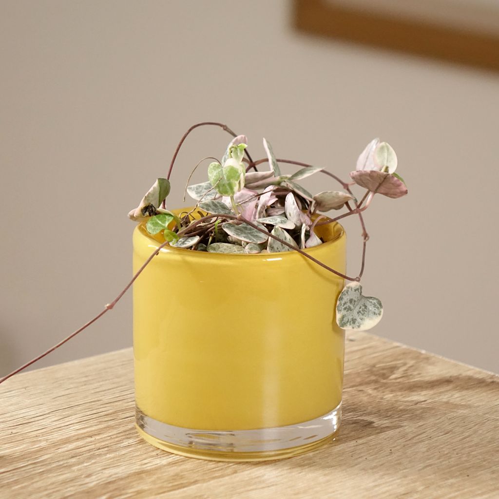 String of heart plant - Ceropegia woodii Variegata