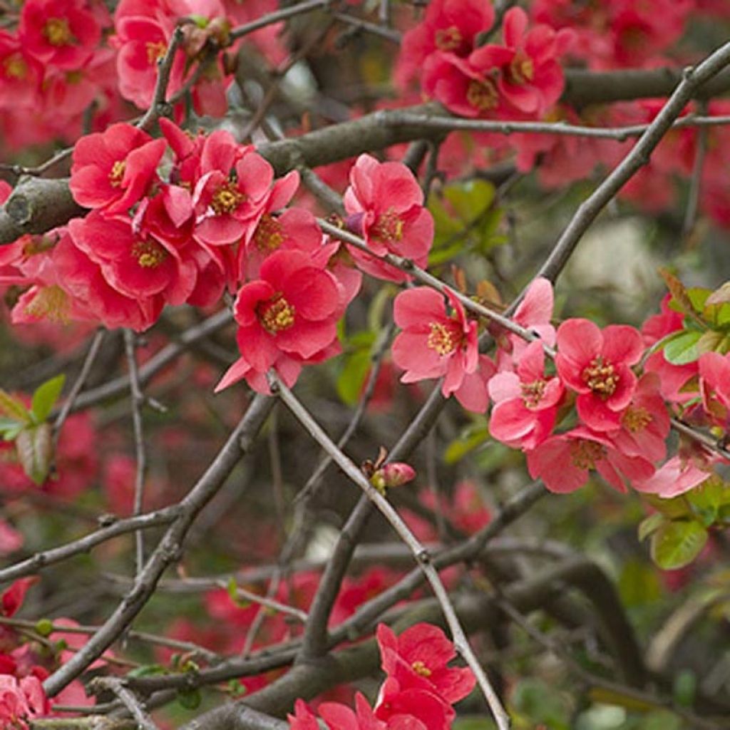 Chaenomeles superba Nicoline - Flowering Quince