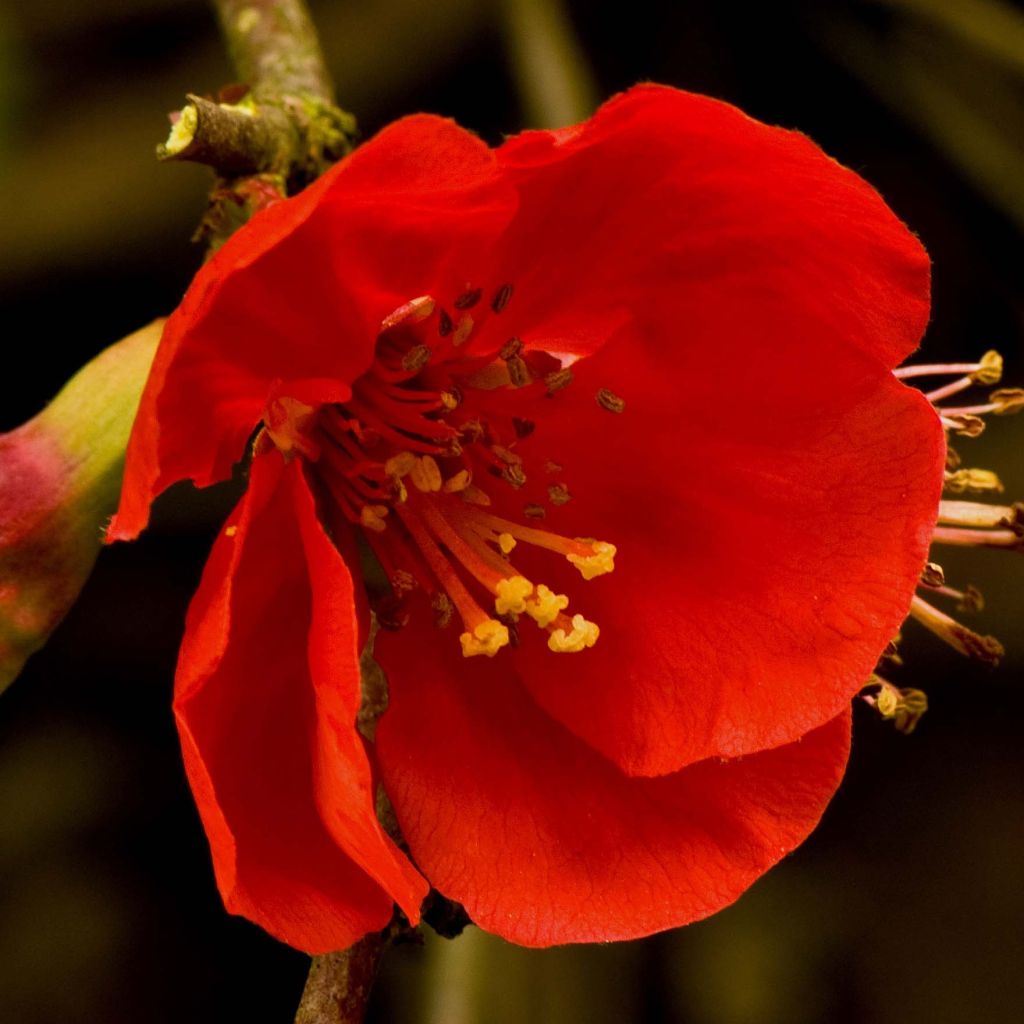 Chaenomeles superba Nicoline - Flowering Quince