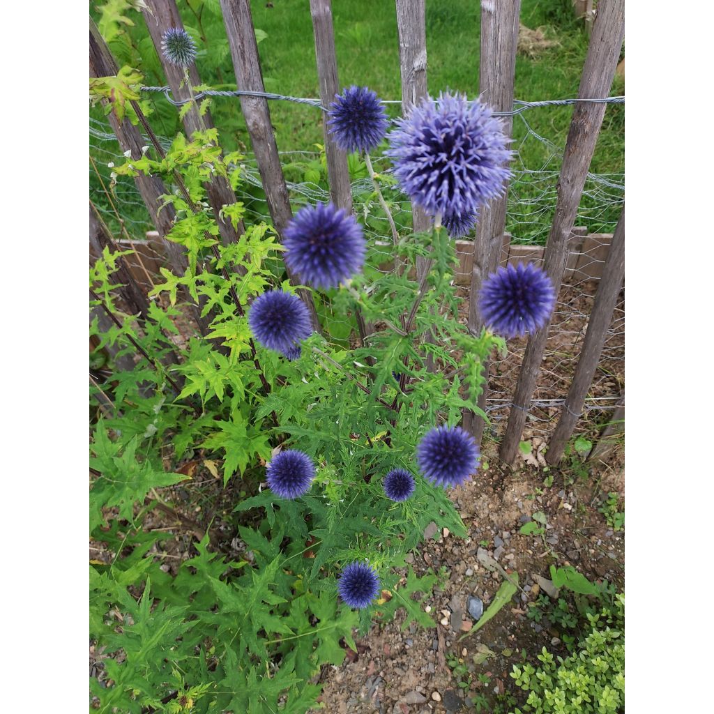 Echinops ritro
