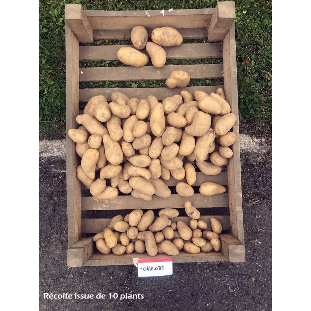 Solanum tuberosum 'Charlotte'