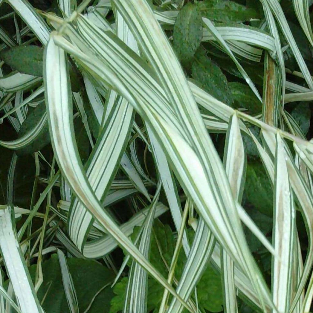 Chasmanthium latifolium River Mist