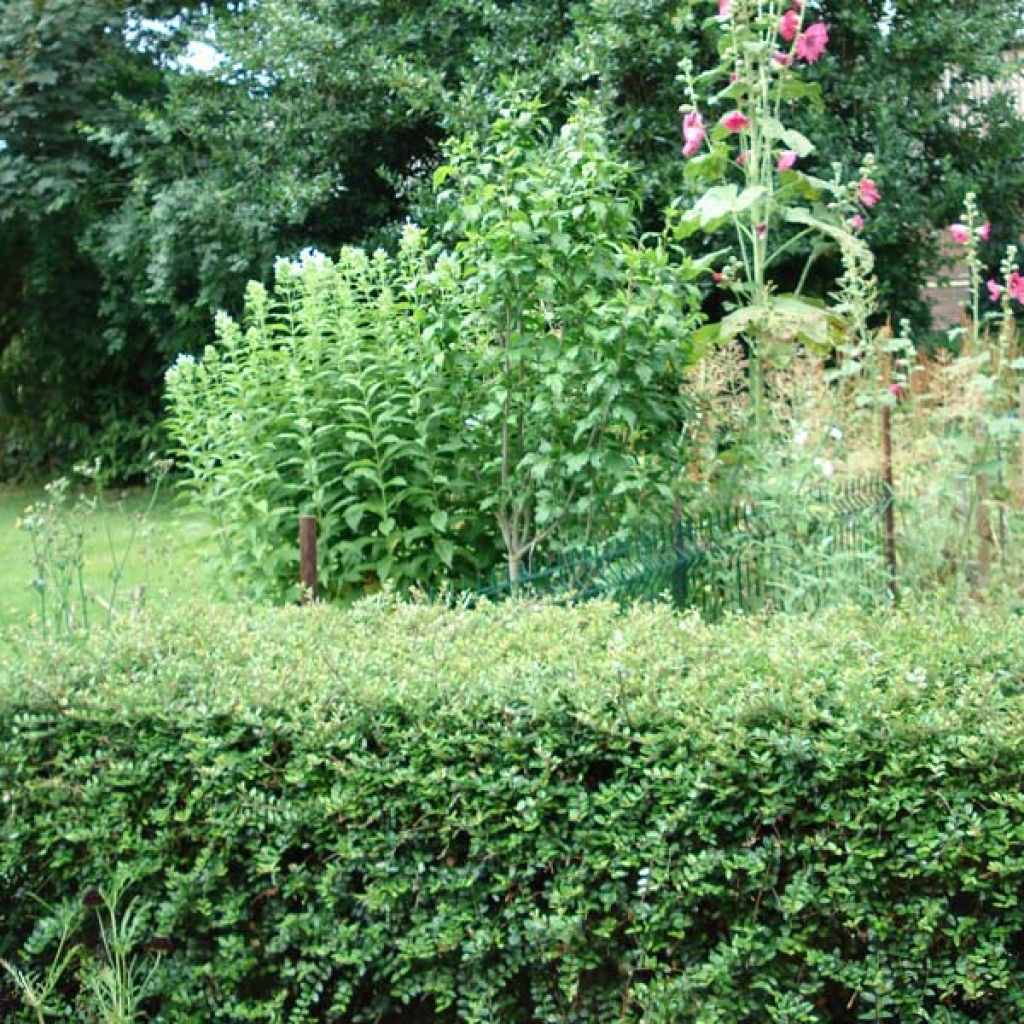 Lonicera nitida Elegant - Box Honeysuckle